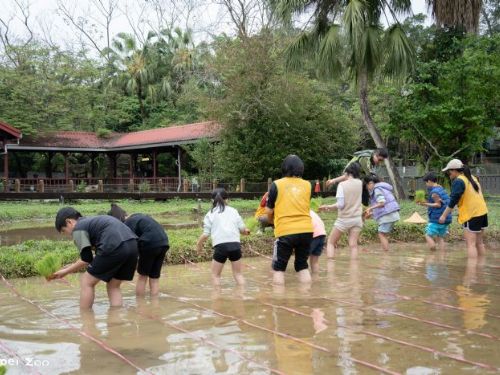 動物園裡當小農夫！春耕插秧體驗開跑，親手種下自然與生態的希望